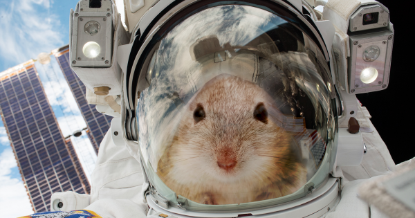 Space X phóng tên lửa Falcon 9 đưa những chú chuột thí nghiệm lên Trạm vũ trụ Quốc tế ISS. Ảnh: Futurism