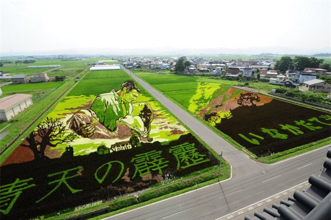 Có một cánh đồng lúa đặc biệt chuyên tạo ra các nhân vật hoạt hình nổi tiếng ở Nhật Bản - Ảnh 2.