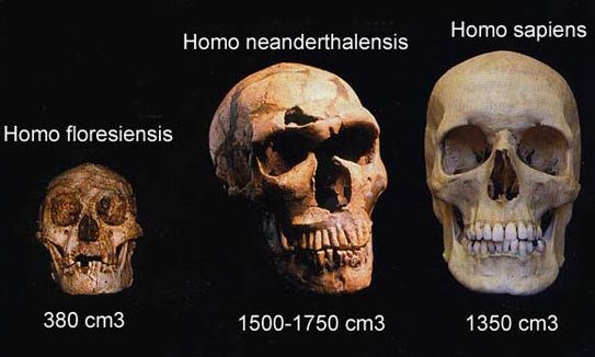 Hộp sọ người Homo floresiensis, người Homo Neanderthal và người Homo Sapiens - Ảnh: Pinterest