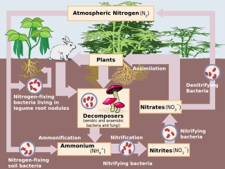 Sơ đồ mô tả quá trình luân chuyển nitơ trong môi trường - Ảnh: Wikipedia