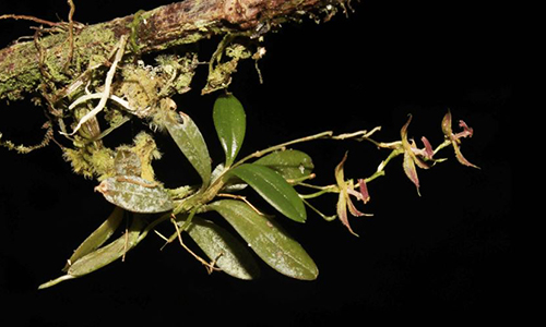 Loài phong lan mới được phát hiện ở Peru. Ảnh: AFP.