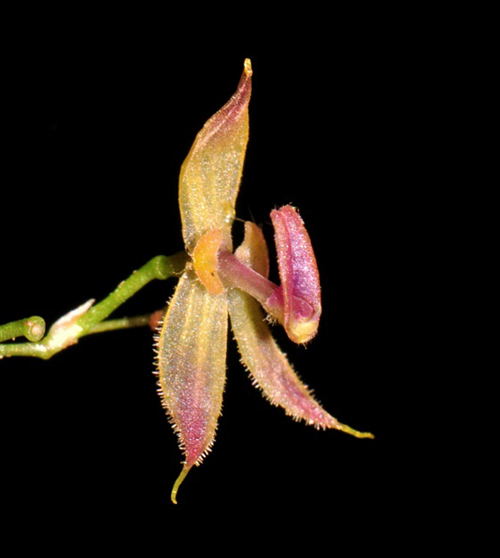 Hoa của cây Andinia tingomariana. Ảnh: AFP.
