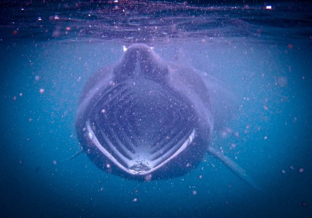 Cá mập phơi - Ảnh từ Rebecca Belleni Photography.