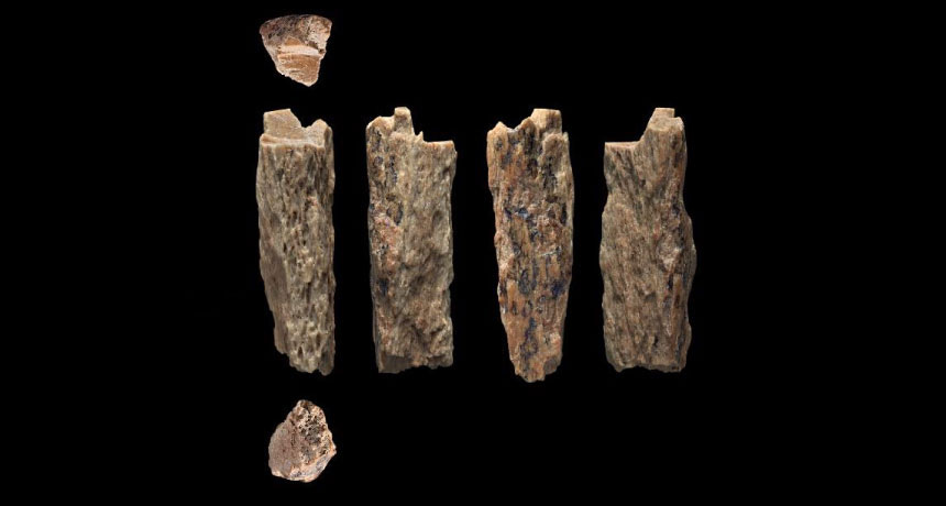 Ảnh: Ảnh chụp các mảnh xương 50,00 tuổi (từ nhiều góc nhìn) được khai quật trong hang Denisova ở Siberia vào năm 2012. Chúng thuộc về một cô gái có dòng máu lai giữa người Neanderthal và Denisova 