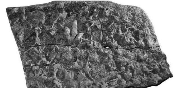 Những dấu chân khủng long được bảo tồn trên đá - Ảnh từ Tiến sĩ Neil Clark.