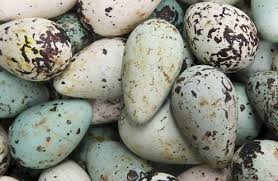 Trứng hình quả lê của một số loài chim biển xuất hiện trong quá trình tiến hóa kéo dài nhiều thế kỷ - Ảnh: Flickr