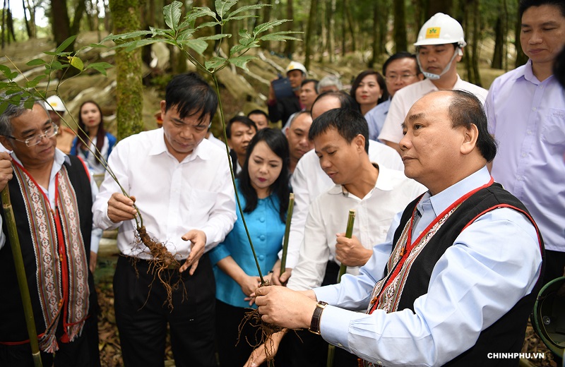 Thủ tướng Nguyễn Xuân Phúc thăm vườn sâm Ngọc Linh. Ảnh: VGP