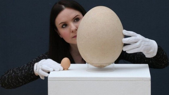Quả trứng khổng lồ tương đương với 150 quả trứng gà.