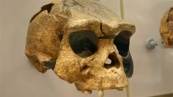 Dù sống lâu hơn cả người hiện tại, loài người cổ đại Homo erectus vẫn tuyệt chủng chỉ vì quá ... lười - Ảnh 1.
