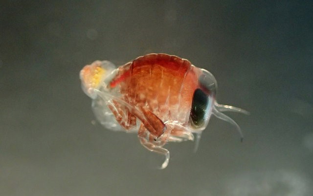 Loài H. dilatatemang một con ốc Clione limacina antarctica màu vàng sau lưng. Ảnh: Charlotte Havermans/Alfred Wegener -Viện Nghiên cứu Biển và Địa cực.