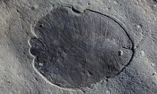 Hóa thạch Dickinsonia 558 triệu năm tuổi chứa phân tử cholesterol của động vật được tìm thấy ở phía tây bắc nước Nga. Ảnh: Đại học Quốc gia Australia.