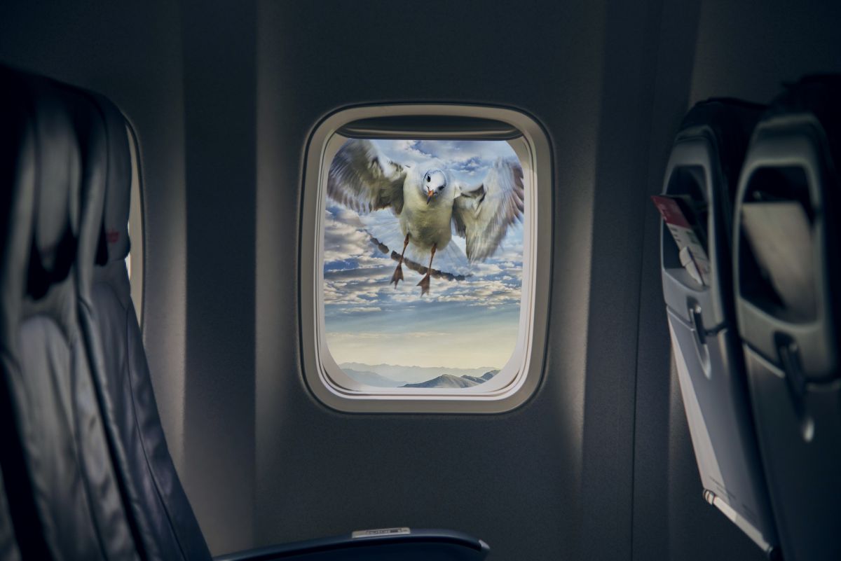 Các vụ tai nạn máy bay va chạm với chim đang bay trên trời luôn khiến ngành hàng không phải đau đầu. Ảnh: Futurism.