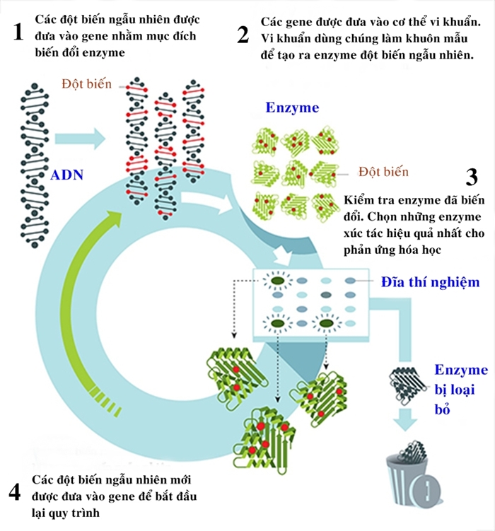Quy trình tạo ra enzyme tiến hóa có định hướng. Ảnh: Viện Hàn lâm Khoa học Hoàng gia Thụy Điển.