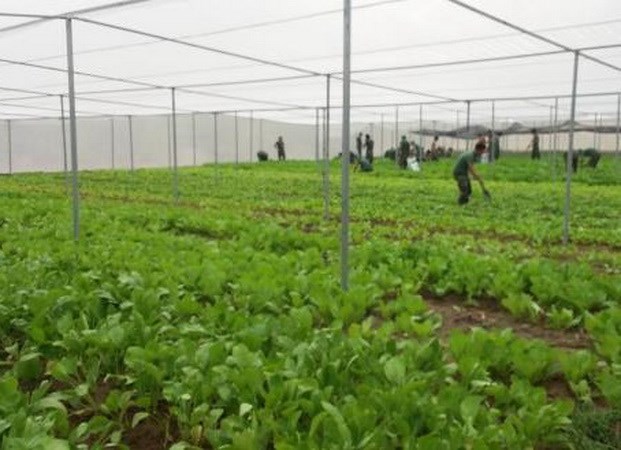 Mô hình trồng rau trong hệ thống nhà lưới đạt hiệu quả cao. (Nguồn: Bộ Nông nghiệp và Phát triển nông thôn)