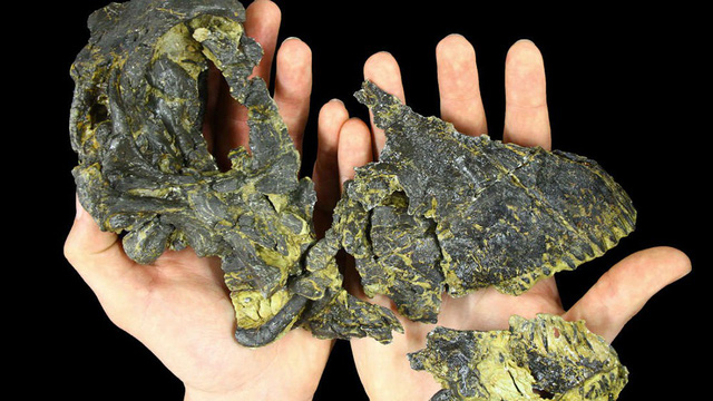 Hộp sọ của loài khủng long ăn cỏ Diplodocus được tìm thấy tại Montana (Mỹ) có kích thước nhỏ bé khiến các nhà khoa học ngạc nhiên.