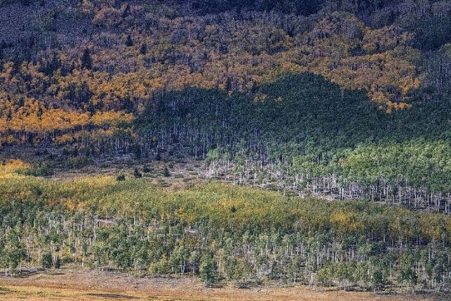 Rừng cây dương lá rung, thực thể lớn nhất trên Trái Đất, hiện đang đứng trước nguy cơ sụp đổ.