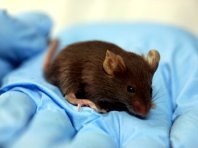 Thử nghiệm với những con chuột thí nghiệm bị béo phì cho thầy protein BP3 giúp chúng giảm 1/3 tỷ lệ mô mỡ - Ảnh : Wikimedia Commons.