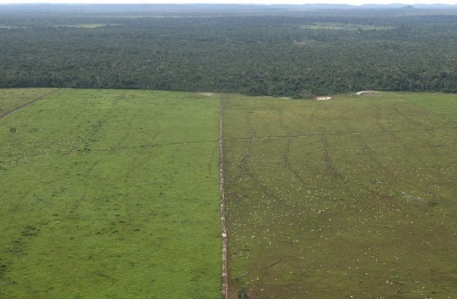 Rừng Amazon đang bị phá để thành các nông trãi nuôi bò khổng lồ - Ảnh: UN Environment