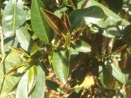 Cây hongyacha thuộc chi trà Camellia như cây chè - Ảnh: Ji- Qiang Jin et al