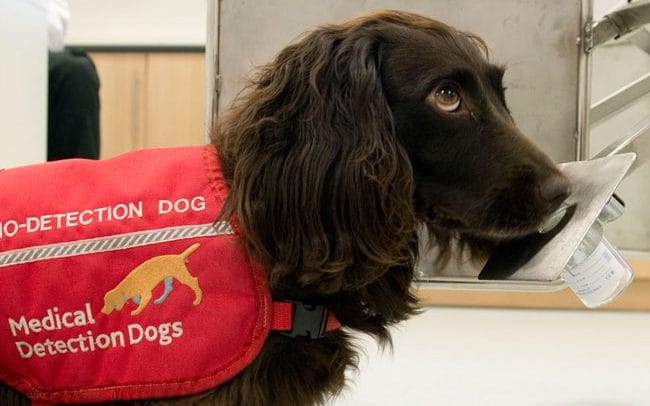 Huấn luyện chó phát hiện sự cố y tế: Ảnh: Emma Jeffery/PA