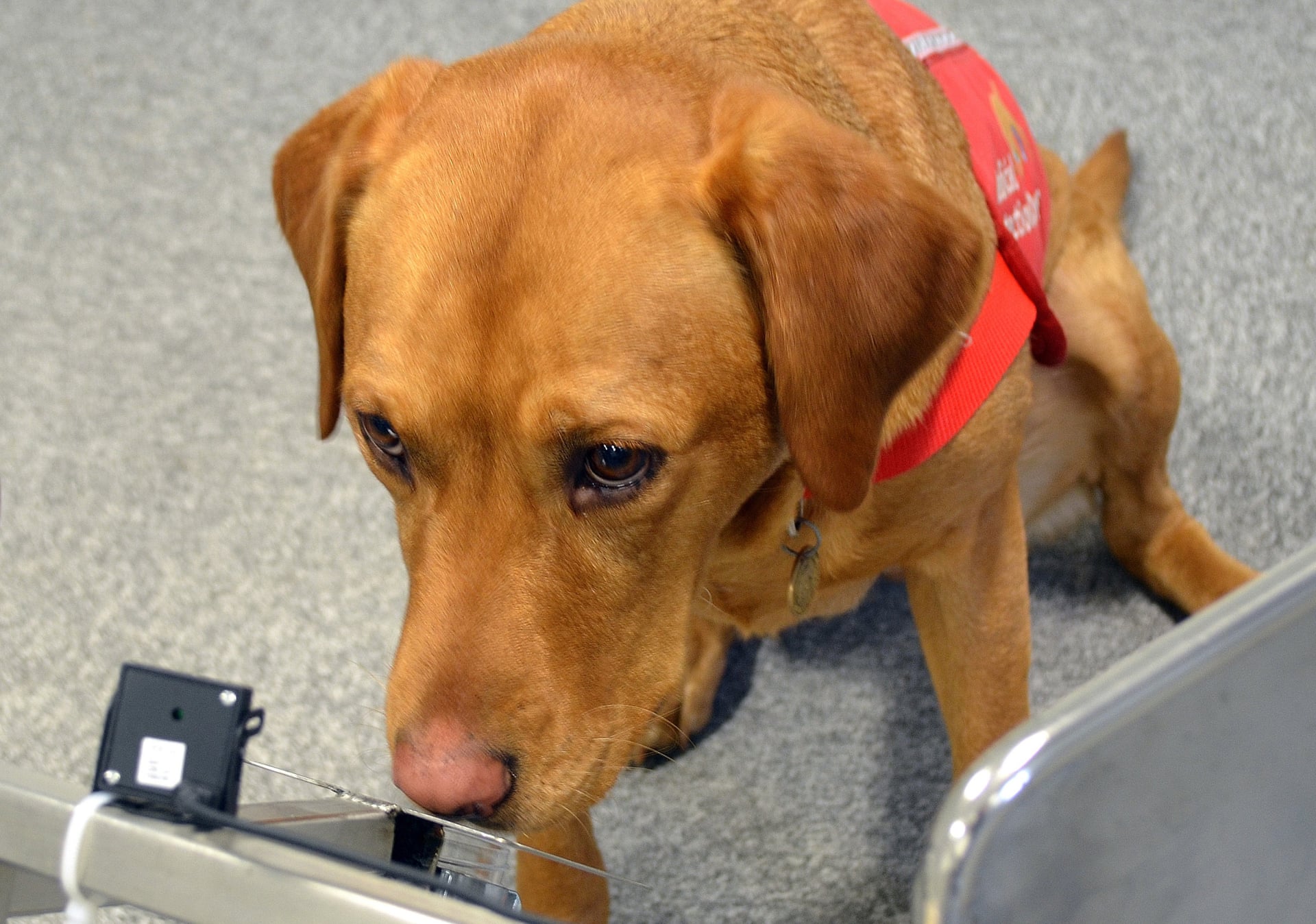 Chú chó giống tham gia vào thử nghiệm ung thư tuyến tiền liệt. Ảnh: Emma Jeffery / PA
