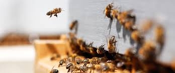 Để ngăn chặn sự tuyệt chủng của các loài côn trùng thụ phấn, kể cả đàn ong, một số quốc gia áp đặt lệnh cấm thuốc trừ sâu - Ảnh: greenbelarus.info