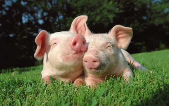 Một ngày không xa những chú lợn này sẽ cung cấp nội tạng để ghép tim cho con người - ảnh minh họa từ internet