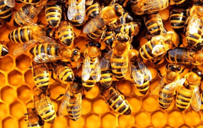 Các nhà nghiên cứu tin rằng trong tương lai có thể cải tiến loại vắc xin ngừa thối ấu trùng châu Mỹ để giúp bảo vệ ong mật khỏi các bệnh khác - Ảnh : Helsinki Innovation Services