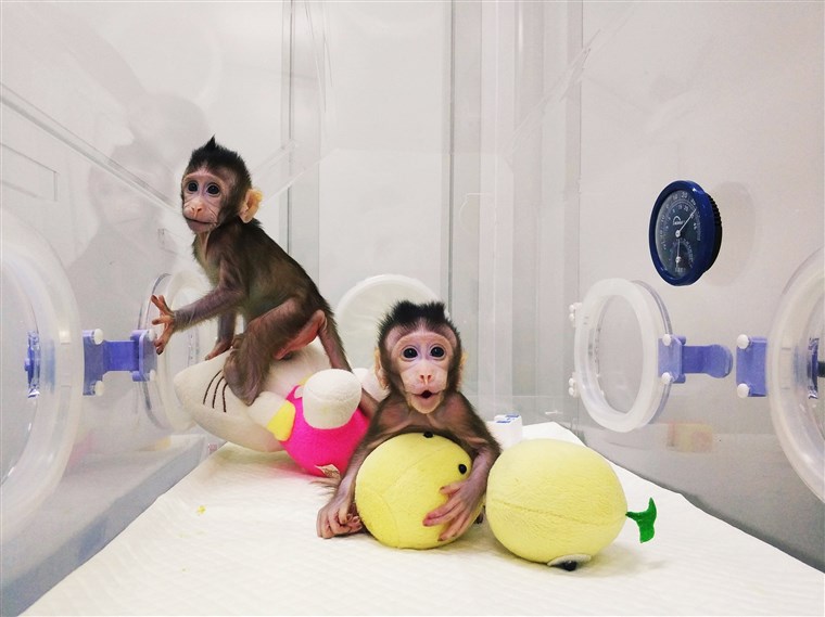 Các nhà khoa học Trung Quốc nhân bản khỉ thành công. Ảnh: AFP