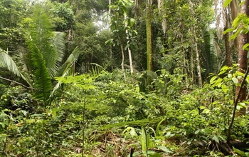 Rừng nhiệt đới chắc chắn có một cơ chế ngăn chặn sự chiếm ưu thế và thống trị của một loài cây duy nhất - Ảnh : Đại học Massachusetts