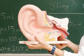 Thường thì tình trạng mất thính lực là do tổn thương những tế bào lông nhạy cảm trong tai - Ảnh: Medical News Today