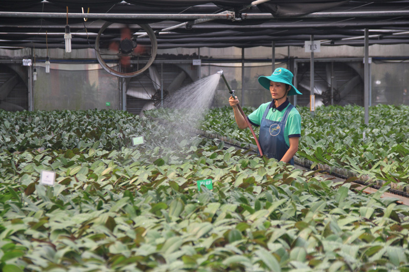 Mô hình trồng hoa lan ứng dụng công nghệ cao tại Hợp tác xã Đan Hoài (huyện Đan Phượng) cho hiệu quả kinh tế cao.