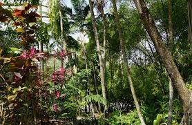 Khi khí hậu nóng lên, tốc độ xử lý sinh khối trong các cánh rừng nhiệt đới đã chậm lại, không giải phóng thêm carbon dioxide - Ảnh: Miguel Discart