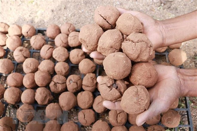 “Bom hạt giống” có thành phần gồm đất trộn phân bò ủ, hạt giống cây tra ở giữa rồi vo viên. (Ảnh: Nguyễn Thành/TTXVN)