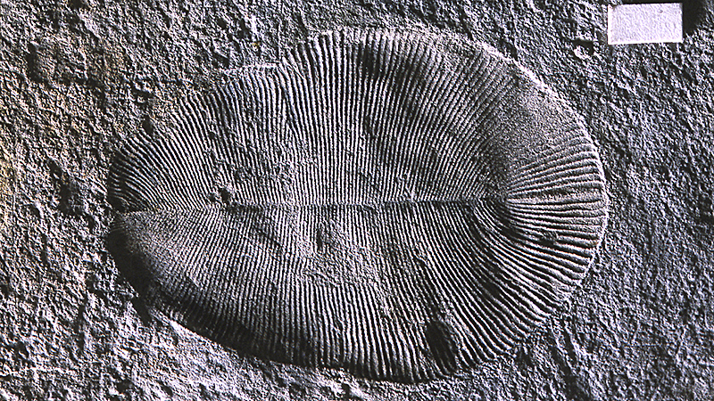 Hóa thạch của Dickinsonia chứa dấu vết phân tử chất béo. Ảnh: D Grazhdankin