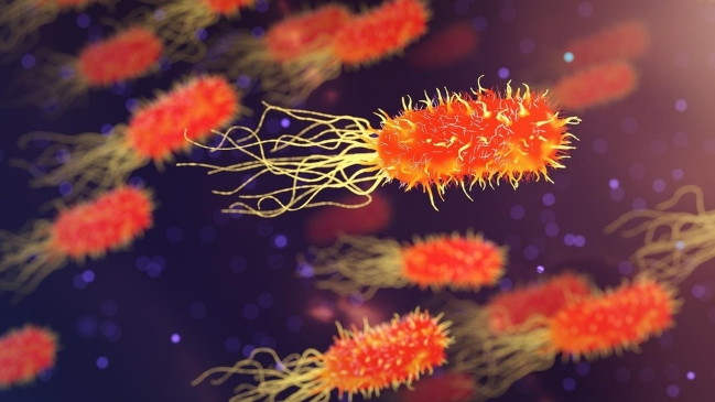 39 loài vi khuẩn đường ruột có thể thông báo về độ tuổi sinh học của người - Ảnh: Pixabay