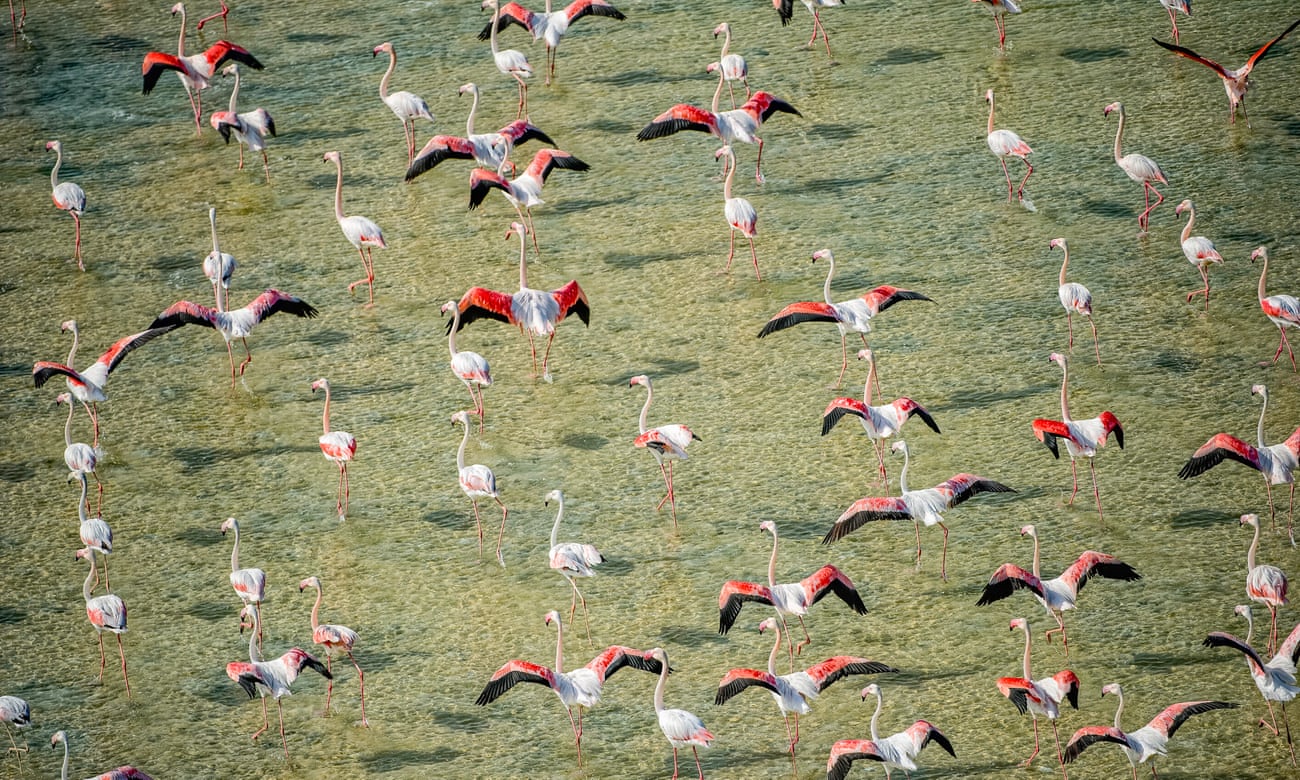 Chim hồng hạc trong khu bảo tồn đất ngập nước Al Wathba (UAE). Liệu những đàn chim đó có trao đổi 'thông tin' với hàng xóm của chúng không? Ảnh: Paul Todd