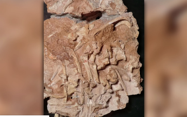 Hoá thạch của loài thằn lằn cổ đại mới được phát hiện.