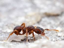 Loài kiến thuộc chi Cyphomyrmex - Ảnh: Alex Wild