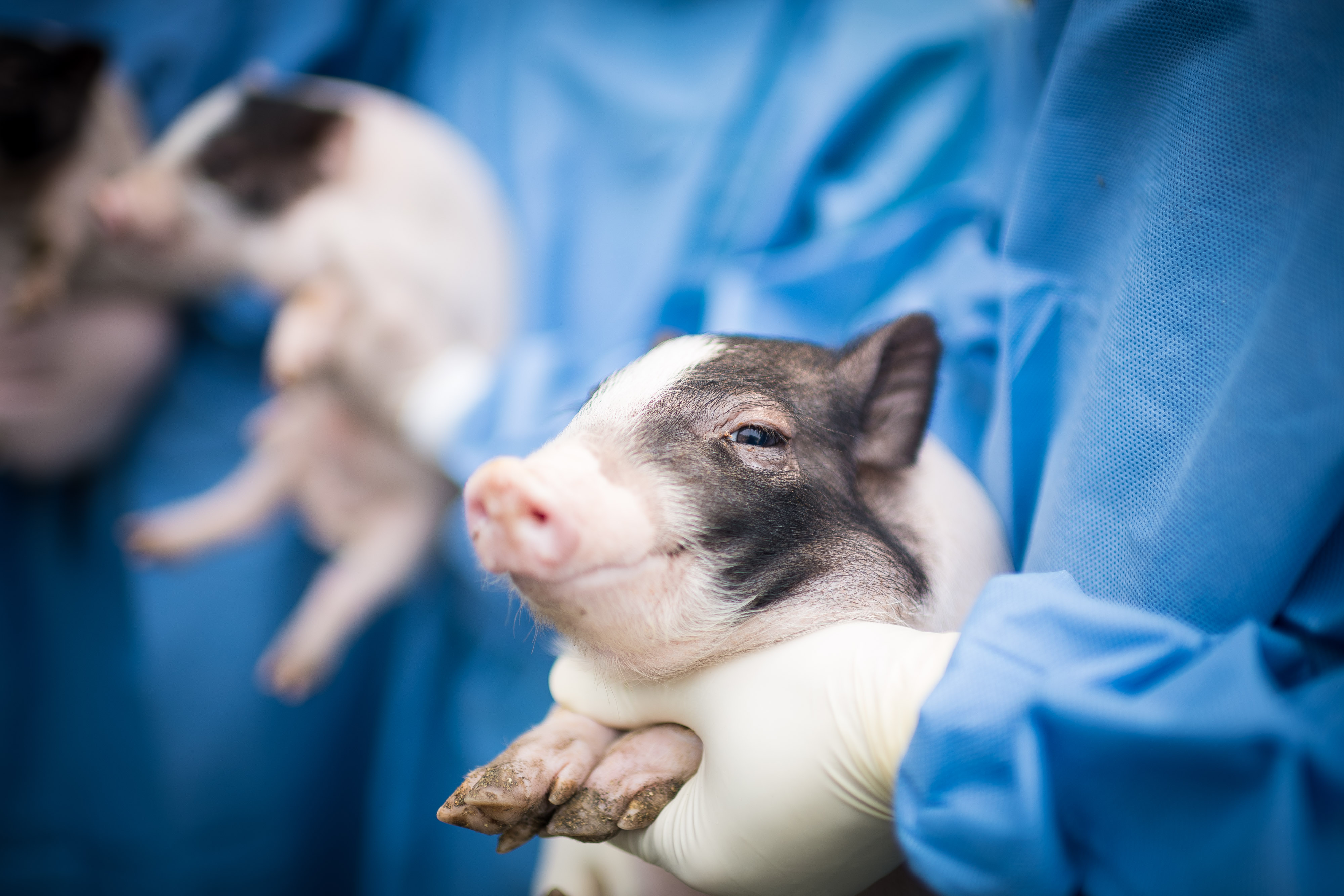  Các nhà khoa học Trung Quốc đã tạo ra những con lợn mi ni để phục vụ nghiên cứu khoa học từ năm 2015.Nguồn: Nature