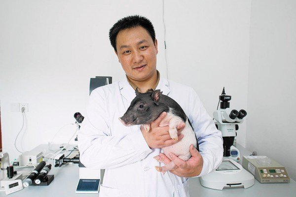 Nhóm các nhà khoa học tại trường Đại học Tế Nam (Trung Quốc) và trường Emory (Mỹ) tạo ra lợn mang bệnh Huntington. Nguồn: Telegragh