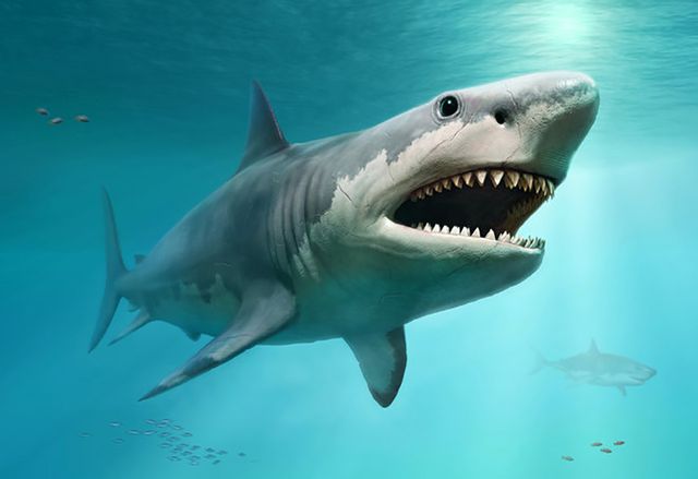 Cá mập trắng lớn có thể là kẻ thủ đã tận diệt siêu cá mập Megalodon.