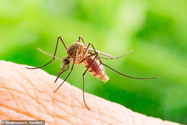 Muỗi Aedes aegypti gây bệnh sốt rét, virus Zika và sốt xuất huyết - Ảnh: Shutterstock