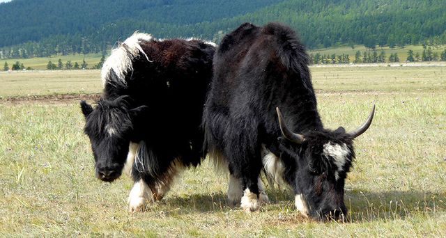 Bò Tây Tạng, một trong 7 loài gia súc nuôi lấy sữa ở Mông Cổ ngày nay, giống như tổ tiên của chúng 3.000 năm trước. Ảnh: C. Warinner