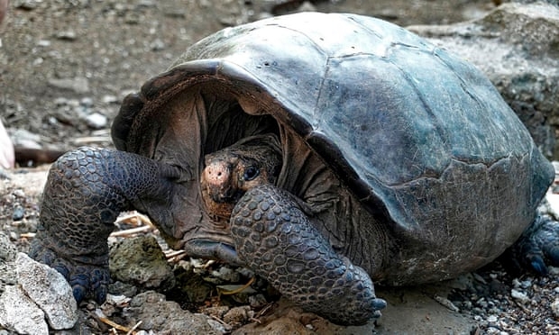 Loài rùa khổng lồ Fernandina (Chelonoidis phantasticus) tại công viên quốc gia Galapagos - Ảnh: Guardian