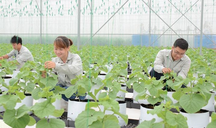 Công ty Cổ phần giống cây trồng Trung Ương (Vinaseed) là một trong những doanh nghiệp KH&CN được hưởng nhiều ưu đãi từ chính sách