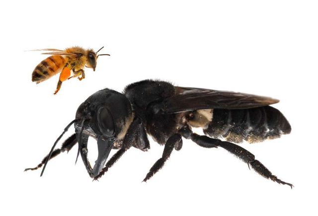 Loài ong khổng lồ mới được phát hiện sau một thời gian dài tưởng chừng đã tuyệt chủng.