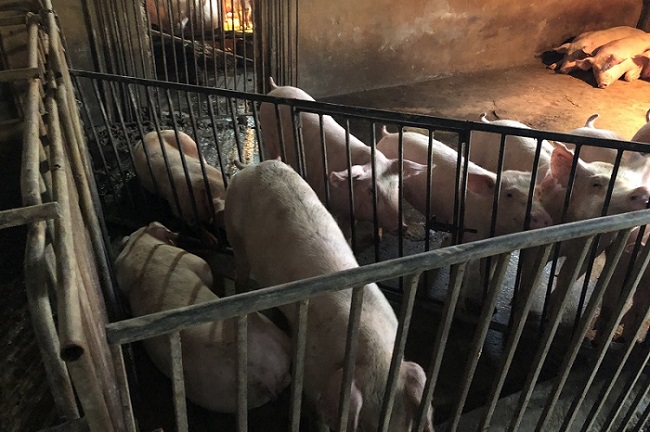 Đàn lợn bị mắc dịch tả lợn châu phi tại Hưng Yên. Ảnh: Lê Văn Phan.