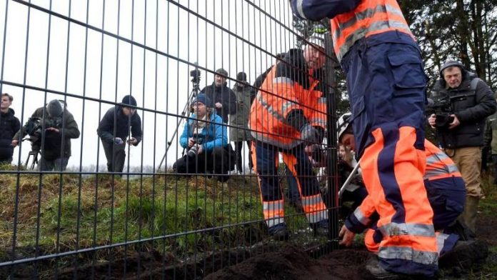Đan Mạch dựng hàng rào ở biên giới để ngăn lợn rừng có khả năng mang mầm bệnh vào trong nước. Ảnh: TIME