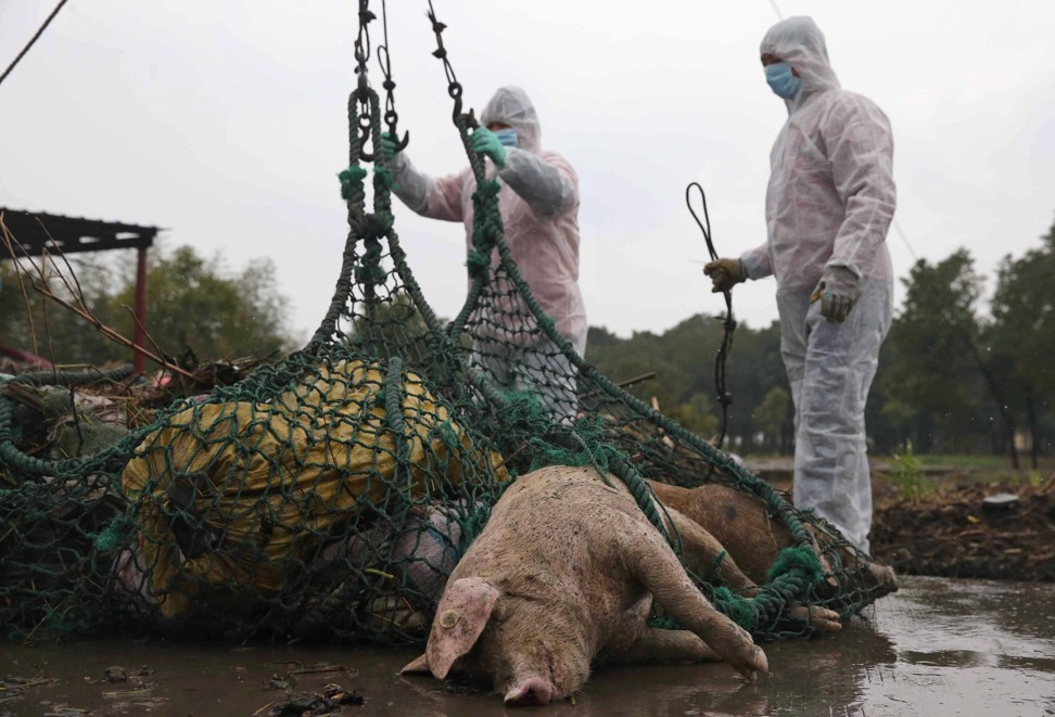 Bệnh dịch không phải vấn đề hiếm trong lĩnh vực chăn nuôi lợn Trung Quốc. Vào năm 2013, hàng ngàn xác lợn chết đã được đổ xuống một con sông ở Thượng Hải, mặc dù chính quyền phủ nhận có liên quan đến sốt lợn. Ảnh: EPA